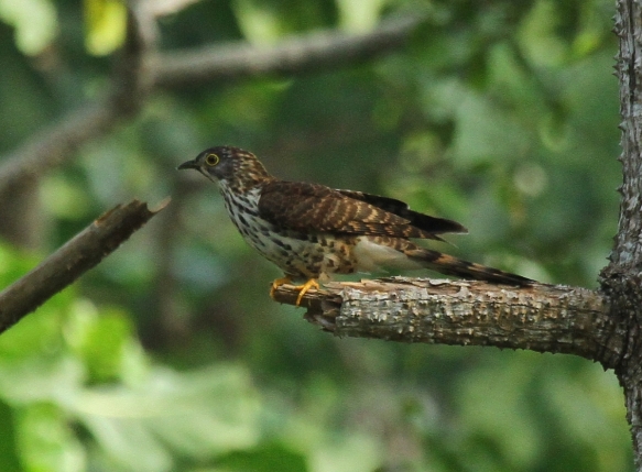 Large Hawk-cuckoo_Air Itam Dalam_130214_IMG_2514