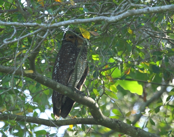 Spotted Wood-owl_Air Itam Dalam_100214_IMG_2169