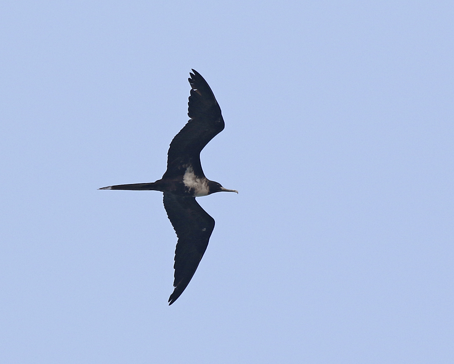 Lesser-Frigatebird_0M7A5952