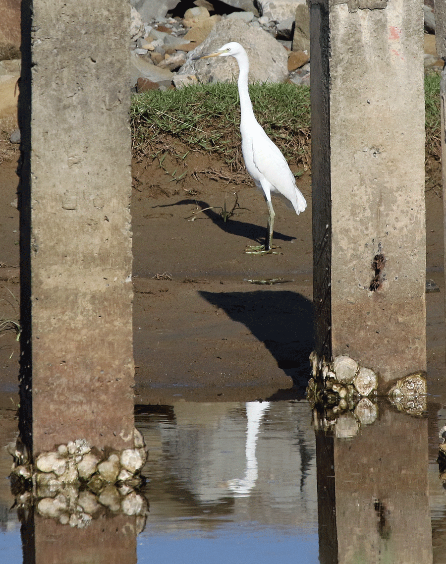 Chinese-Egret_0M7A7631