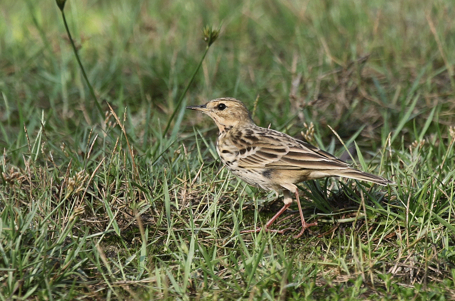 Red-throated-Pipit_0M7A6380