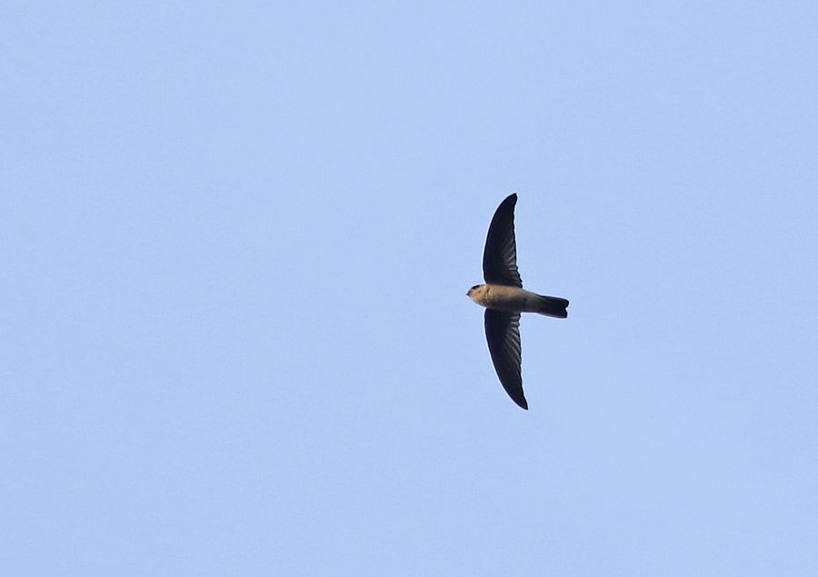 swiftlet-sp_0M7A6154